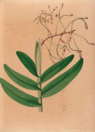 Joo Barbosa Rodrigues - Iconographie des orchidees du Bresil Pl21.webp
