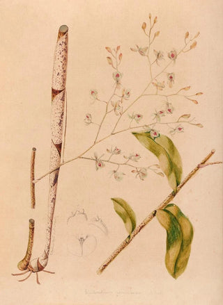Joo Barbosa Rodrigues - Iconographie des orchidees du Bresil Pl38.webp