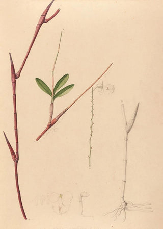 Joo Barbosa Rodrigues - Iconographie des orchidees du Bresil Pl39.webp