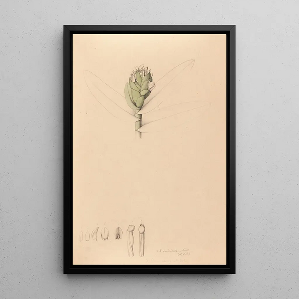 Joo Barbosa Rodrigues - Iconographie des orchidees du Bresil Pl42.webp