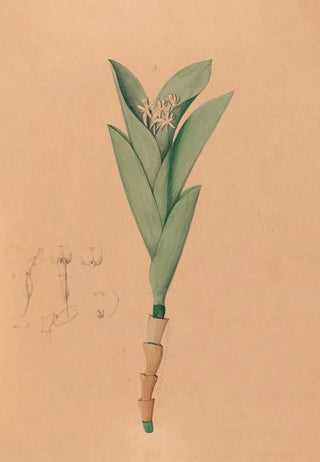 Joo Barbosa Rodrigues - Iconographie des orchidees du Bresil Pl44.webp