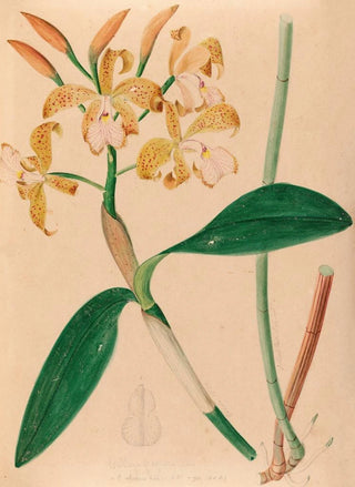 Joo Barbosa Rodrigues - Iconographie des orchidees du Bresil Pl46.webp