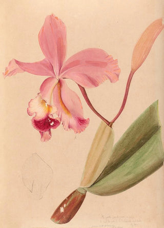 Joo Barbosa Rodrigues - Iconographie des orchidees du Bresil Pl48.webp