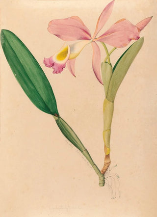 Joo Barbosa Rodrigues - Iconographie des orchidees du Bresil Pl49.webp
