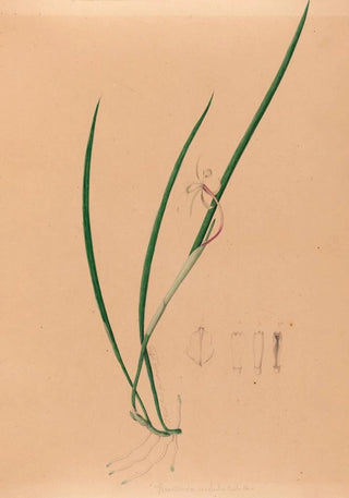 Joo Barbosa Rodrigues - Iconographie des orchidees du Bresil Pl52.webp
