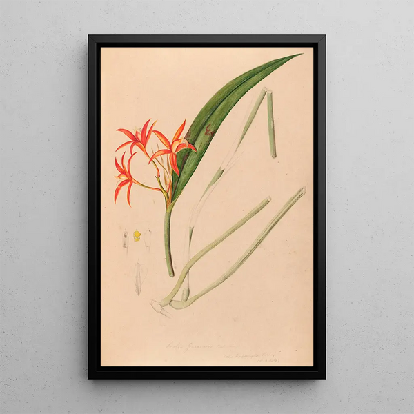 Joo Barbosa Rodrigues - Iconographie des orchidees du Bresil Pl53.webp