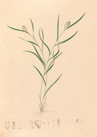 Joo Barbosa Rodrigues - Iconographie des orchidees du Bresil Pl58.webp