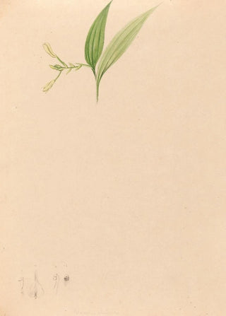 Joo Barbosa Rodrigues - Iconographie des orchidees du Bresil Pl59.webp