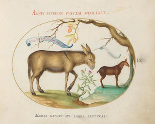 Joris Hoefnagel - A Donkey and a Mule.webp