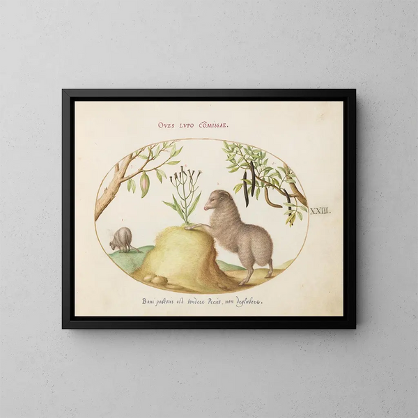 Un agnello con coda grassa, un agnello con coda lunga, una cassia purgatrix e altre piante - Joris Hoefnagel — quadro incorniciato alla parete