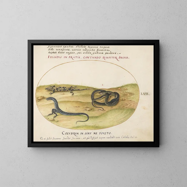 Un serpente, una salamandra di fuoco e una creatura serpentiforme a due zampe - Joris Hoefnagel — quadro incorniciato alla parete
