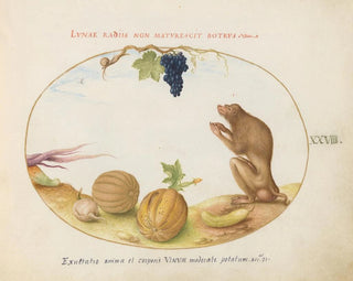 Joris Hoefnagel - A Tartarine Barbary Macaque with Fruit and a Snail.webp