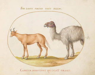 Joris Hoefnagel - An Ox and a Camel.webp