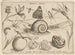 Archetipi e studi del padre Georgius Hoefnagel - Joris Hoefnagel — vista dell’opera