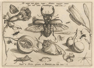 Joris Hoefnagel - Archetypa studiaque patris Georgii Hoefnagelii Pl08.webp