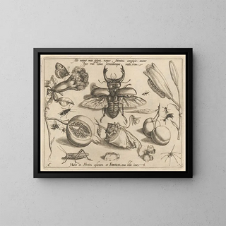 Joris Hoefnagel - Archetypa studiaque patris Georgii Hoefnagelii Pl08.webp