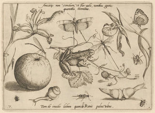 Joris Hoefnagel - Archetypa studiaque patris Georgii Hoefnagelii Pl09.webp