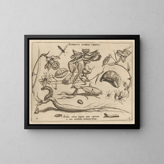Joris Hoefnagel - Archetypa studiaque patris Georgii Hoefnagelii Pl17.webp