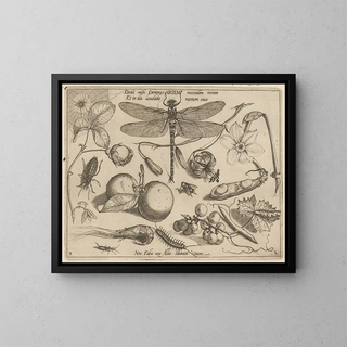 Joris Hoefnagel - Archetypa studiaque patris Georgii Hoefnagelii Pl18.webp