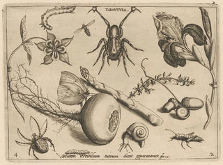 Joris Hoefnagel - Archetypa studiaque patris Georgii Hoefnagelii Pl19.webp