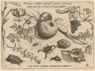 Joris Hoefnagel - Archetypa studiaque patris Georgii Hoefnagelii Pl22.webp