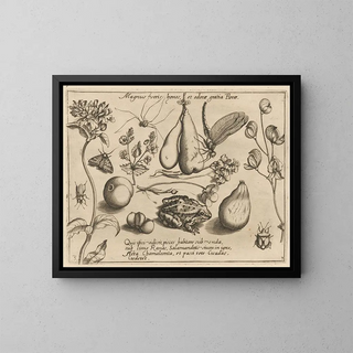 Joris Hoefnagel - Archetypa studiaque patris Georgii Hoefnagelii Pl31.webp