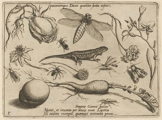 Joris Hoefnagel - Archetypa studiaque patris Georgii Hoefnagelii Pl33.webp