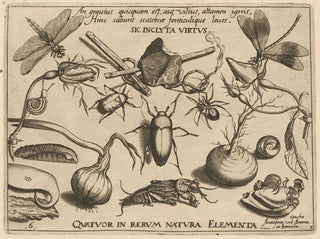 Joris Hoefnagel - Archetypa studiaque patris Georgii Hoefnagelii Pl34.webp