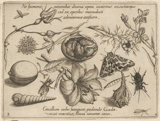Joris Hoefnagel - Archetypa studiaque patris Georgii Hoefnagelii Pl37.webp