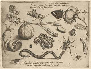Joris Hoefnagel - Archetypa studiaque patris Georgii Hoefnagelii Pl40.webp