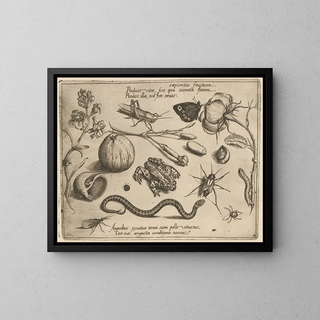 Joris Hoefnagel - Archetypa studiaque patris Georgii Hoefnagelii Pl40.webp