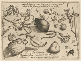 Joris Hoefnagel - Archetypa studiaque patris Georgii Hoefnagelii Pl43.webp