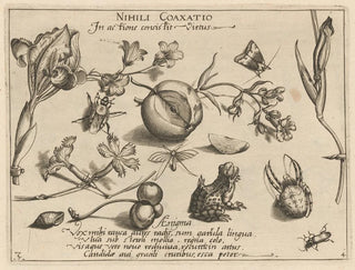 Joris Hoefnagel - Archetypa studiaque patris Georgii Hoefnagelii Pl44.webp