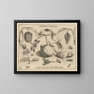 Joris Hoefnagel - Archetypa studiaque patris Georgii Hoefnagelii Pl45.webp