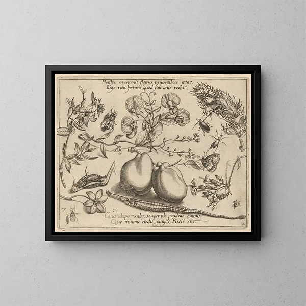 Archétypes et études du père Georgius Hoefnagel Pl48 - Joris Hoefnagel — quadro incorniciato alla parete