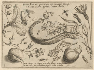 Joris Hoefnagel - Archetypa studiaque patris Georgii Hoefnagelii Pl49.webp
