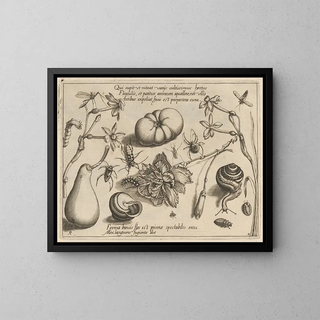 Joris Hoefnagel - Archetypa studiaque patris Georgii Hoefnagelii Pl50.webp