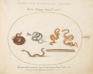 Aspics e vipere - Joris Hoefnagel — vista dell’opera