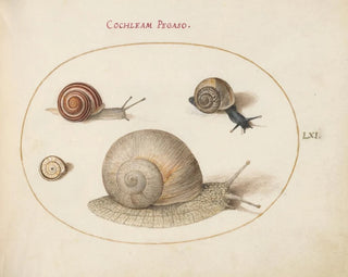 Joris Hoefnagel - Four Snails.webp