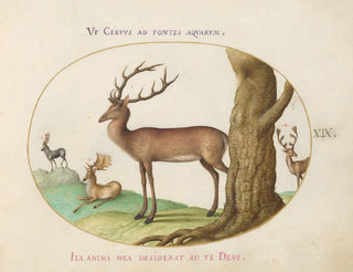 Quattro tipi di cervi - Joris Hoefnagel — vista dell’opera