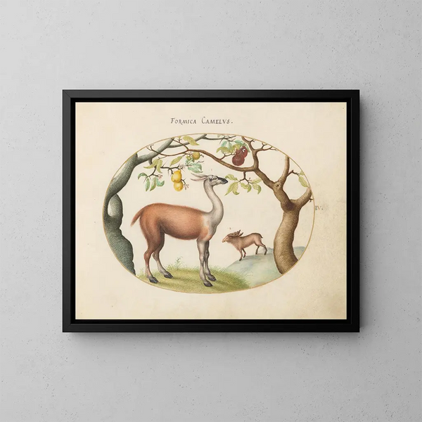 Llama e alce - Joris Hoefnagel — quadro incorniciato alla parete