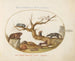 Marmotte, criceti, ratto, topo di campagna, sorice e coati - Joris Hoefnagel — vista dell’opera