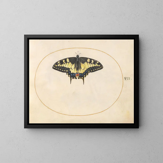 Joris Hoefnagel - Plate 07 Swallowtail Butterfly.webp