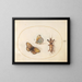 Platino 12 Due vedute di una fritillaria con bordo argentato e di un grillo taupe - Joris Hoefnagel — quadro incorniciato alla parete