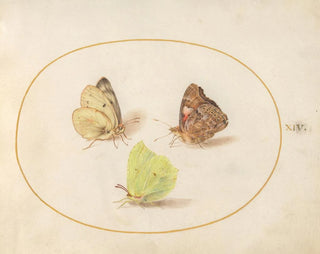 Joris Hoefnagel - Plate 14 Common Brimstone Painted Lady and Clouded Yellow Butterflies.webp