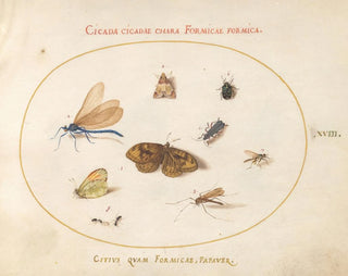 Planche 18: Due farfalle e una falena con una fanciulla, due formiche e altri quattro insetti - Joris Hoefnagel — vista dell’opera