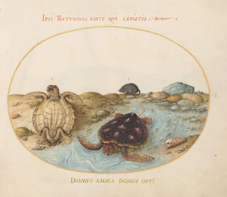 Planche 1 Due tartarughe caouanne o verdi, un visone e conchiglie - Joris Hoefnagel — vista dell’opera