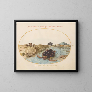 Planche 1 Due tartarughe caouanne o verdi, un visone e conchiglie - Joris Hoefnagel — quadro incorniciato alla parete