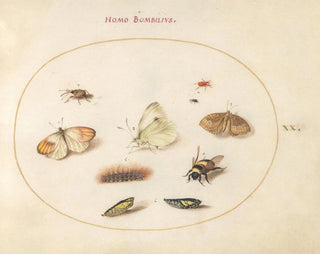Joris Hoefnagel - Plate 20 Three Butterflies a Caterpillar a Bee Two Chrysalides and Three Weevils.webp