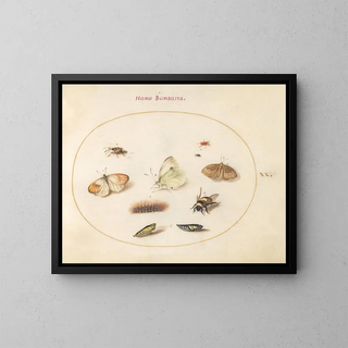 Joris Hoefnagel - Plate 20 Three Butterflies a Caterpillar a Bee Two Chrysalides and Three Weevils.webp